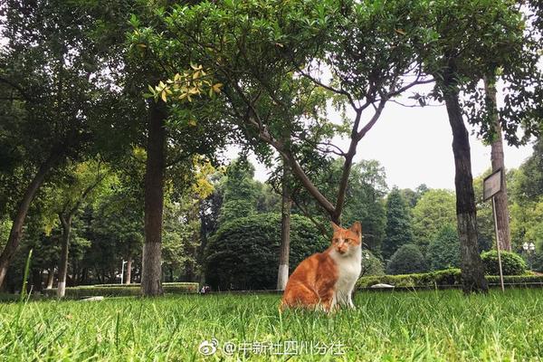 【热心的朝阳群众51cg3fun热门大瓜】比特币打破87000美元/枚，日内涨超2%