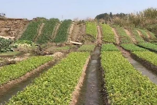 【51cg吃瓜黑料老虎菜全集】伊之密全球化脚步坚决 2025年战略布局再提速