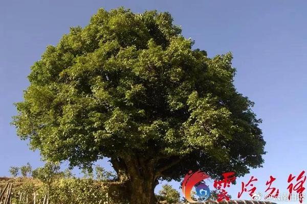 【吃瓜爆料网】北京银行董事长霍学文：打造人工智能驱动的商业银行