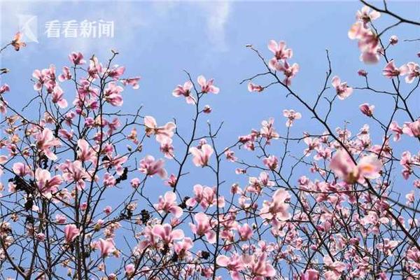 【51黑料网吃瓜不打烊官网】日产轿车社长内田诚或将于本月底卸职